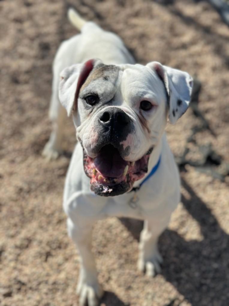 Enlarge MOTO MOTO, a Adoptable American Bulldog in Loveland, CO image 1/1