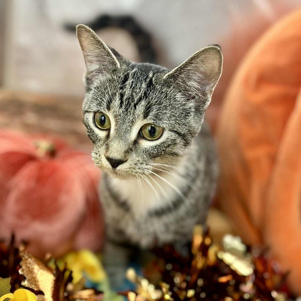 Enlarge Tabby, a Adoptable Domestic Short Hair in Sioux Falls, SD image 1/1