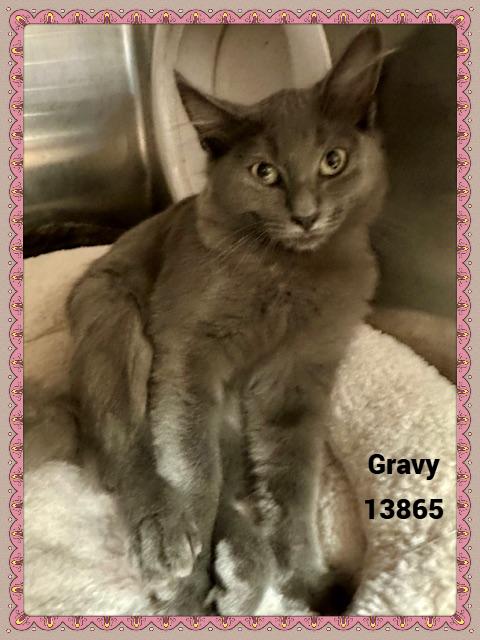 GRAVY, a Adoptable mixed breed in Marietta, GA image 2/6