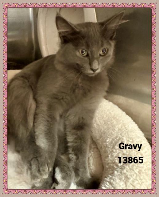 GRAVY, a Adoptable mixed breed in Marietta, GA image 3/6