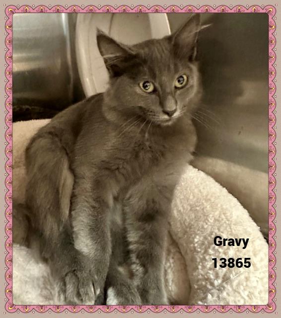 GRAVY, a Adoptable mixed breed in Marietta, GA image 4/6