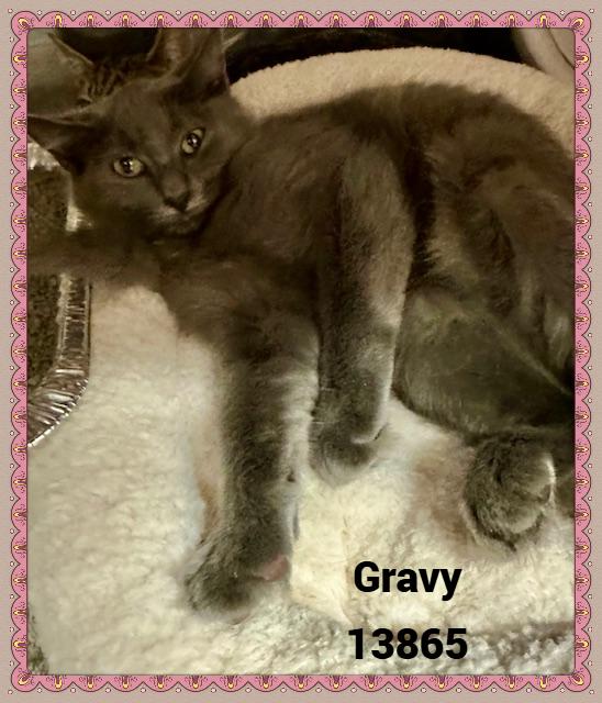 GRAVY, a Adoptable mixed breed in Marietta, GA image 5/6