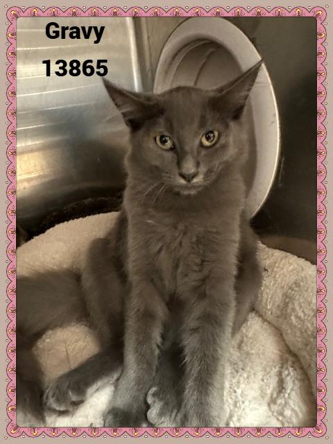 GRAVY, Adoptable, Kitten Female Domestic Short Hair & Russian Blue.