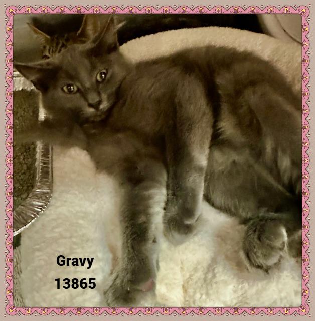 GRAVY, a Adoptable mixed breed in Marietta, GA image 6/6