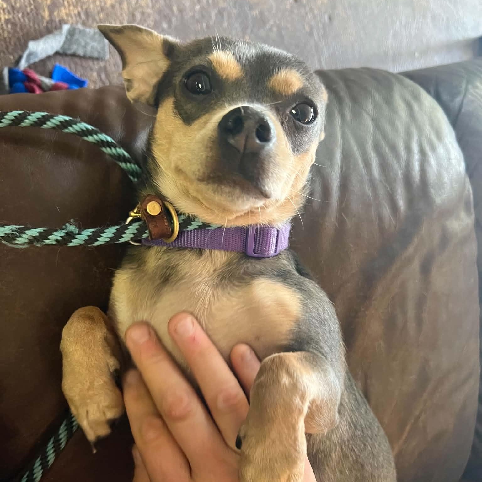 Enlarge Coco, a Adoptable mixed breed in Williston, VT image 3/4