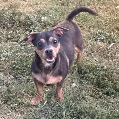 Enlarge Coco, a Adoptable mixed breed in Williston, VT image 2/4
