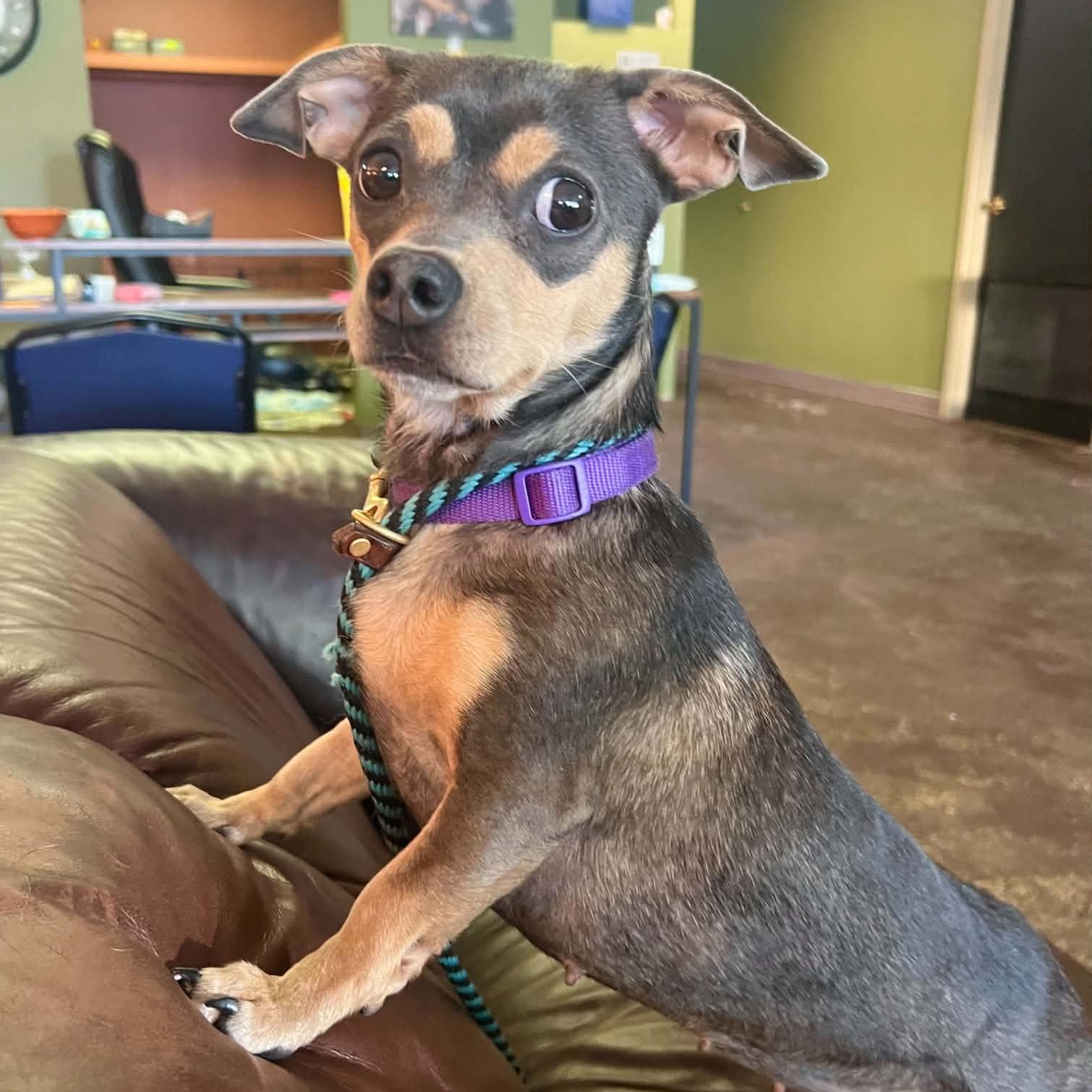 Coco, Adoptable, Young Female Chiweenie.