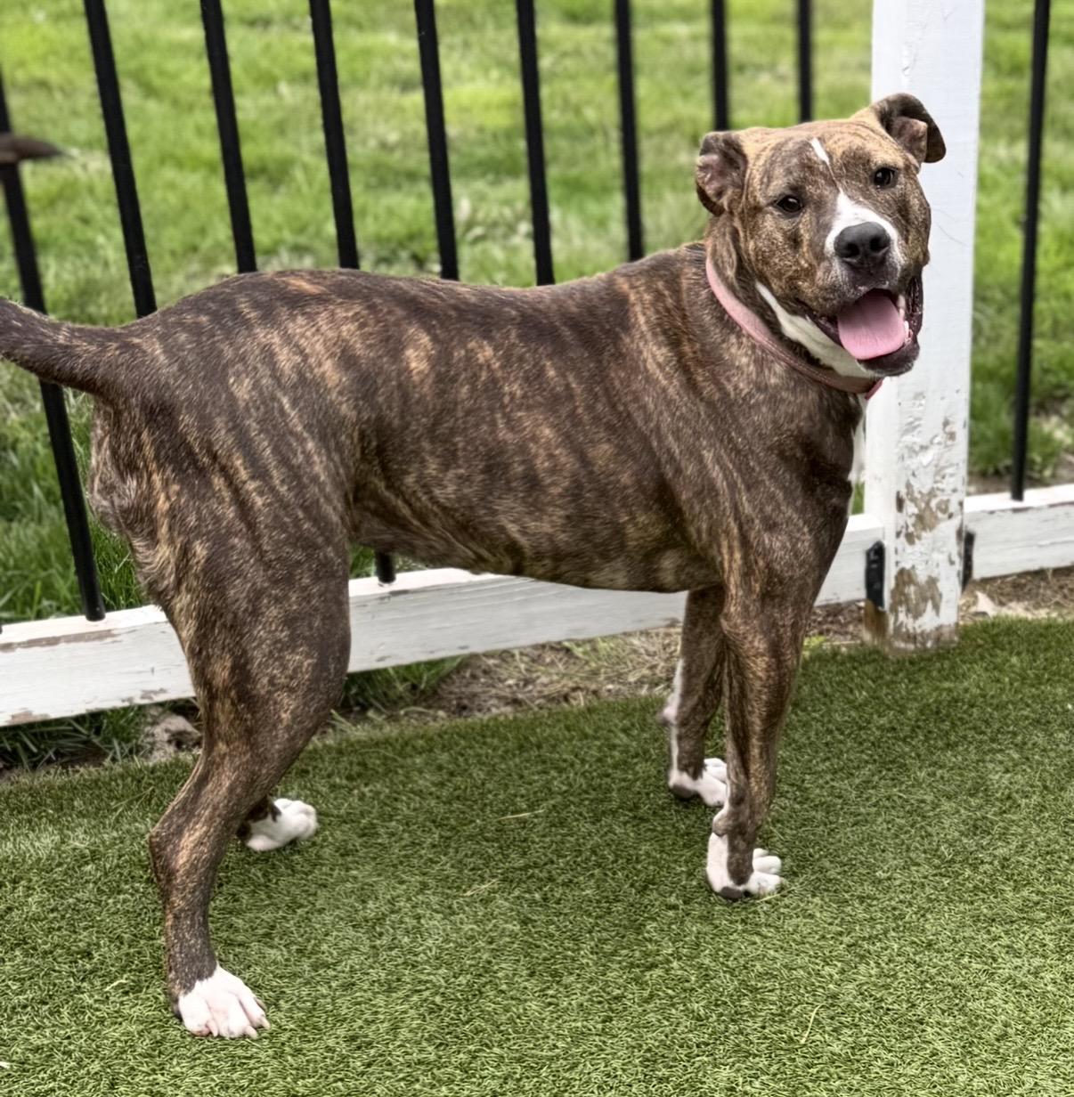 Zoey, ADOPTABLE, Young Female Boxer.