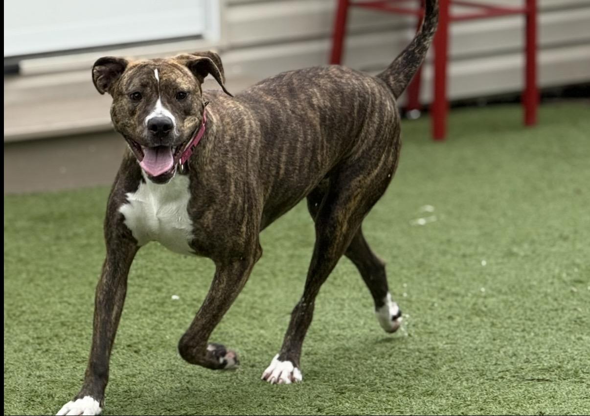 Enlarge Zoey, a ADOPTABLE mixed breed in Cleveland, OH image 2/5