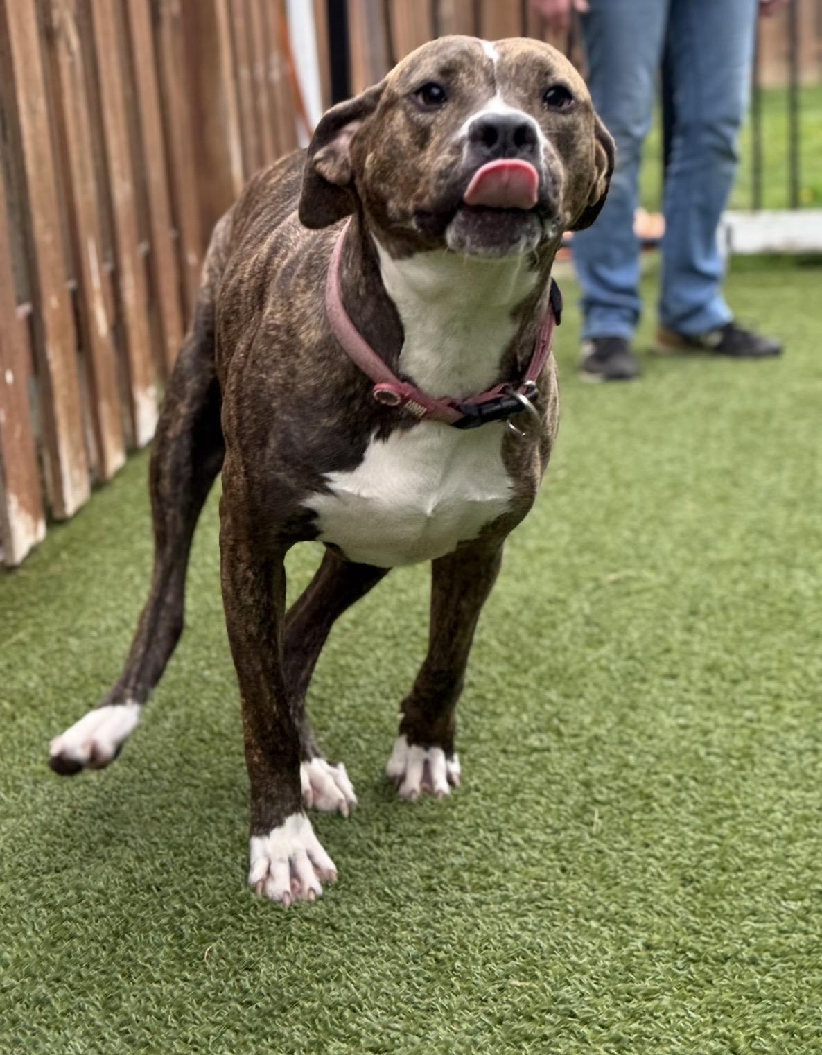 Enlarge Zoey, a ADOPTABLE mixed breed in Cleveland, OH image 5/5