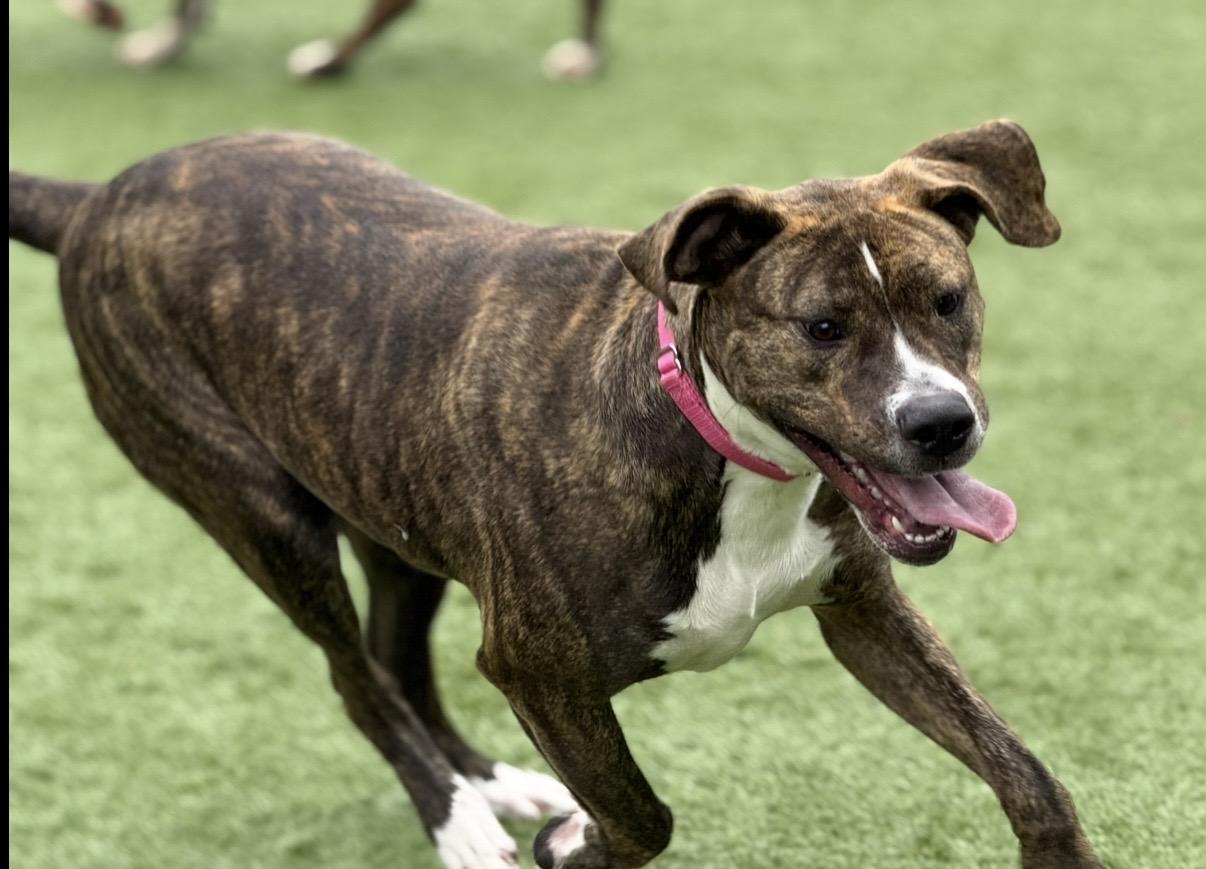 Enlarge Zoey, a ADOPTABLE mixed breed in Cleveland, OH image 4/5
