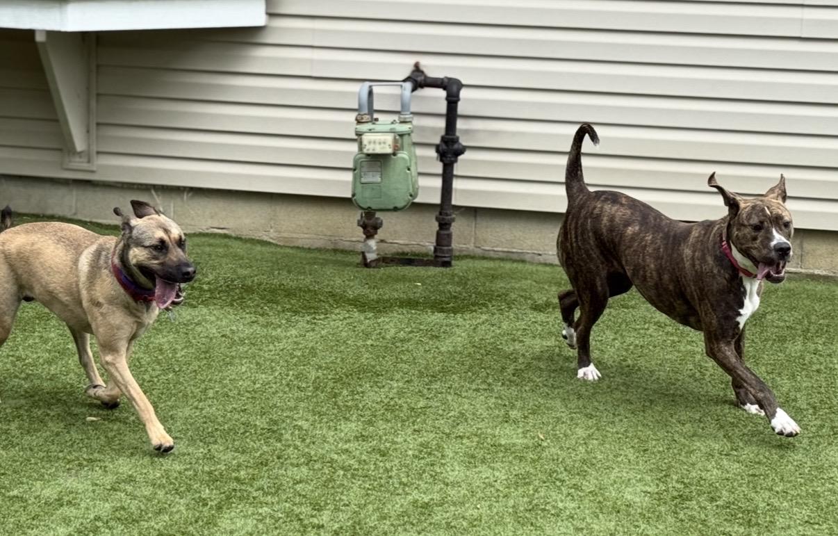 Enlarge Zoey, a ADOPTABLE mixed breed in Cleveland, OH image 3/5