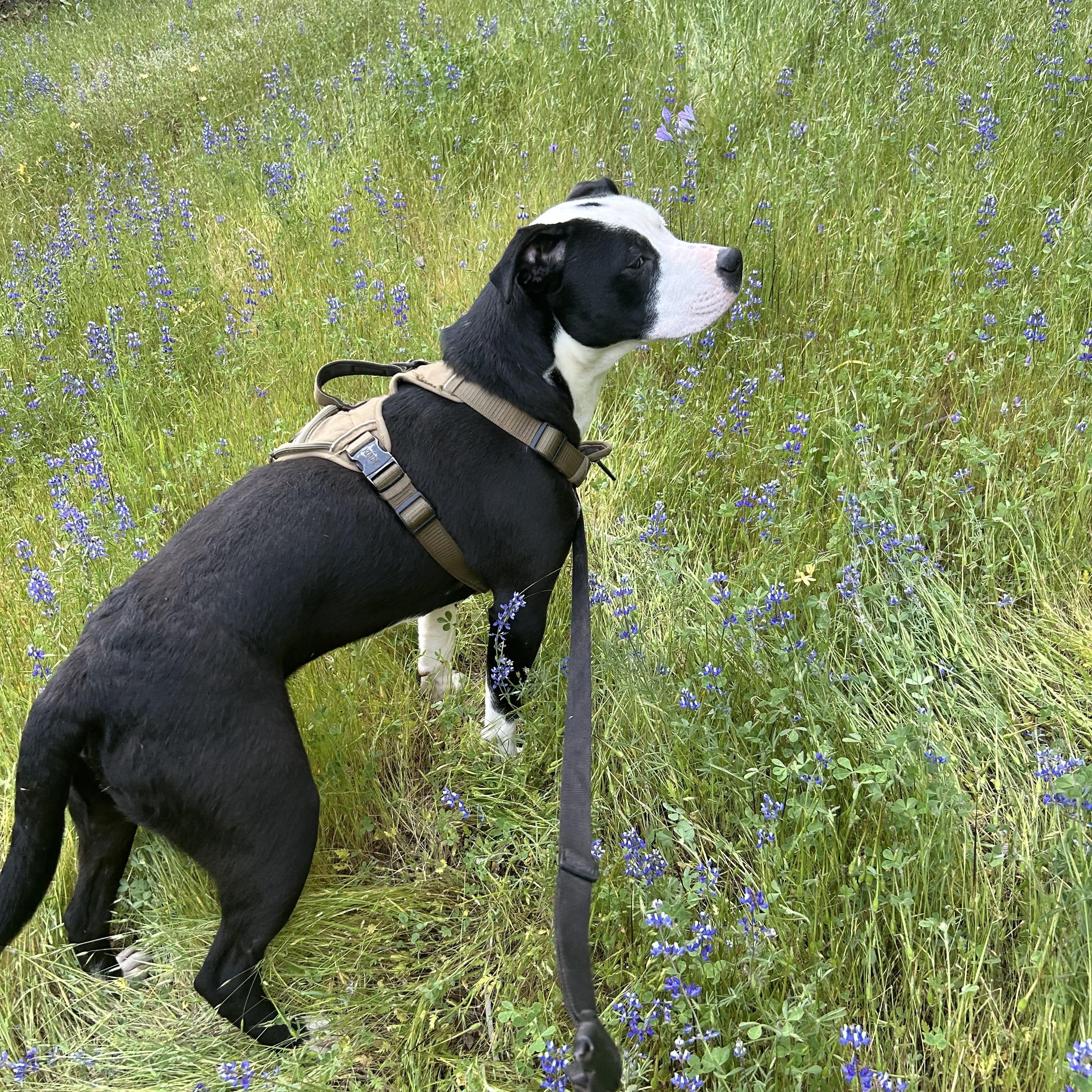 Beau 0224, an adoptable American Bully in Sonora, CA, 95370 | Photo Image 2