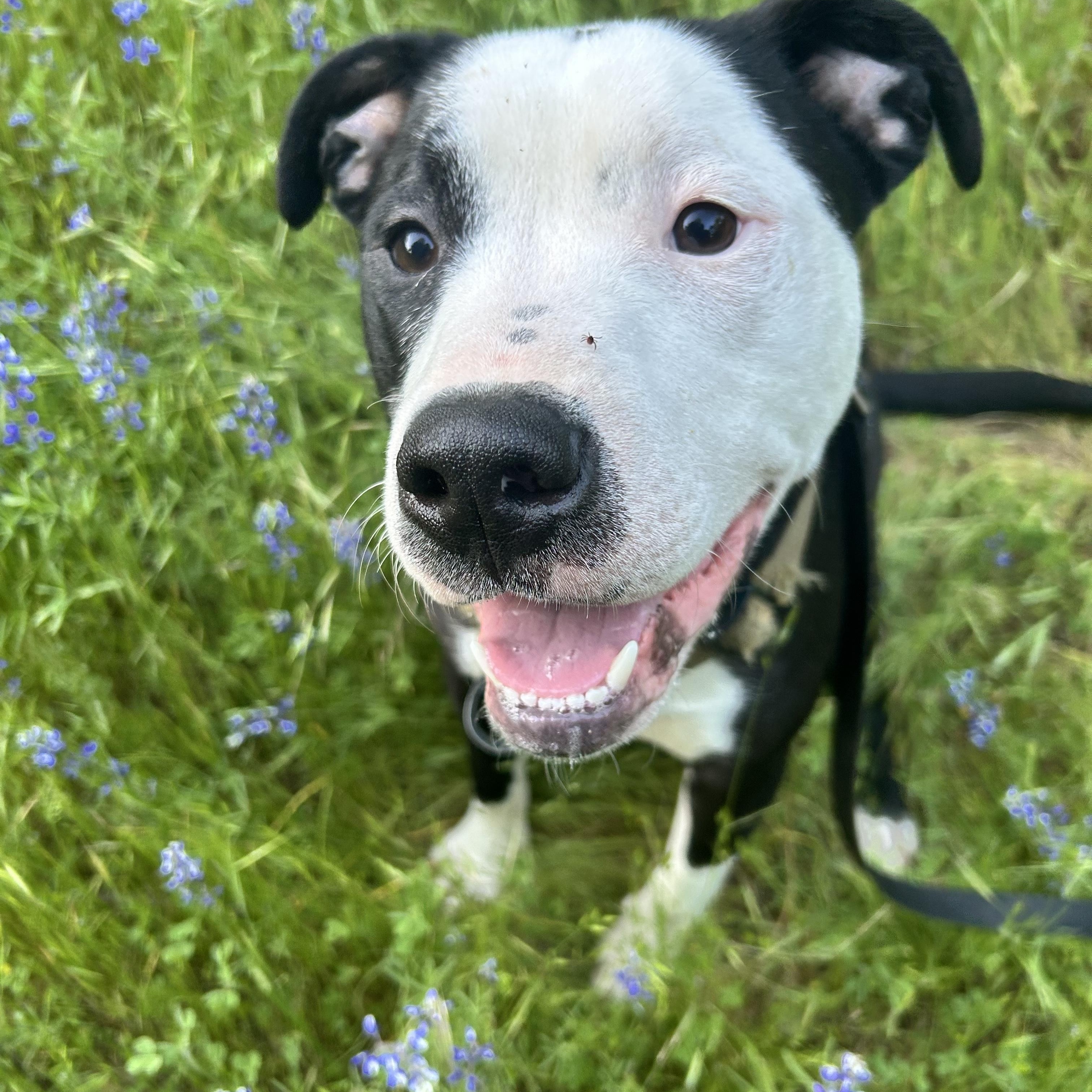 Beau 0224, an adoptable American Bully in Sonora, CA, 95370 | Photo Image 3