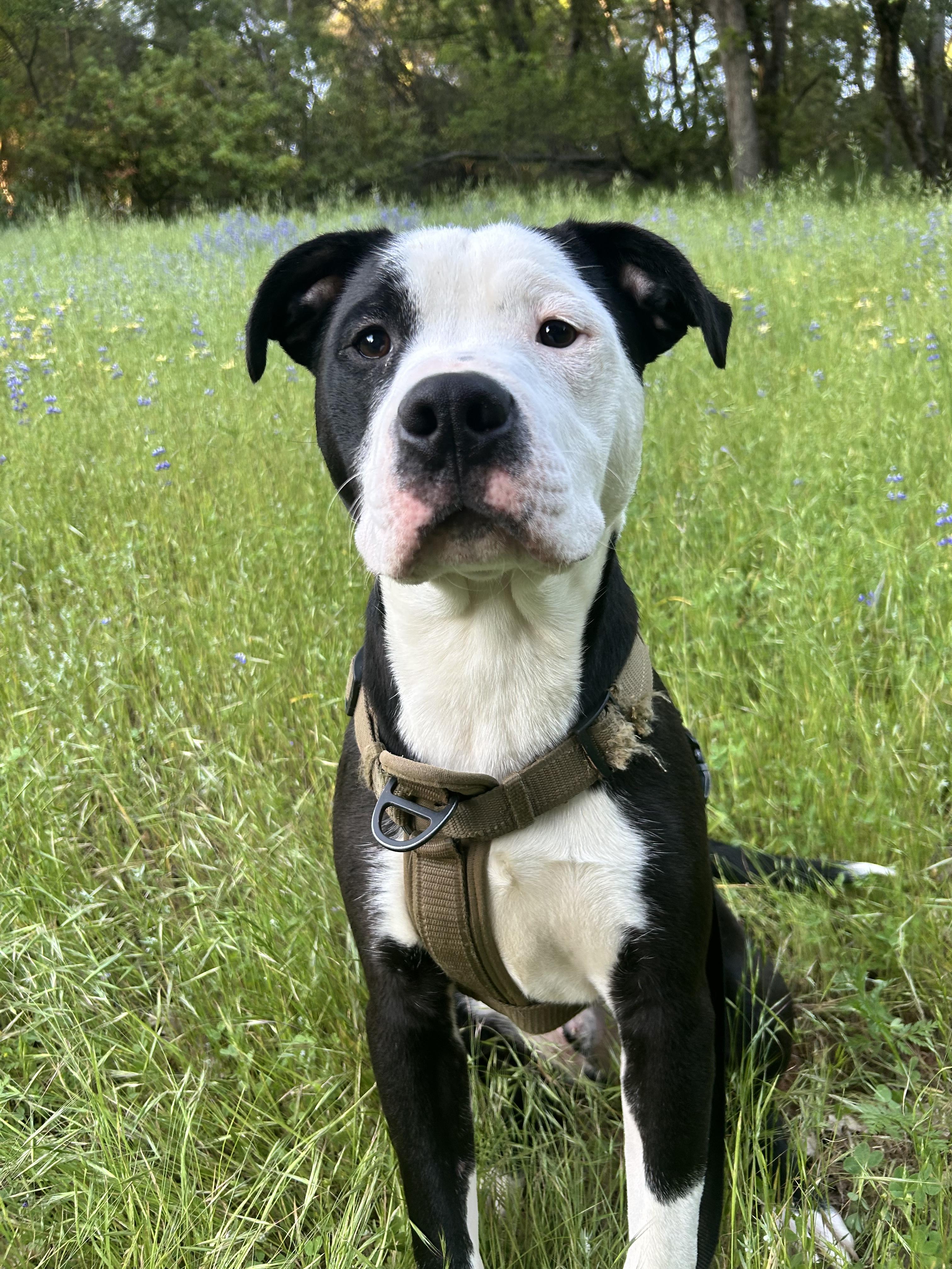Beau 0224, an adoptable American Bully in Sonora, CA, 95370 | Photo Image 4