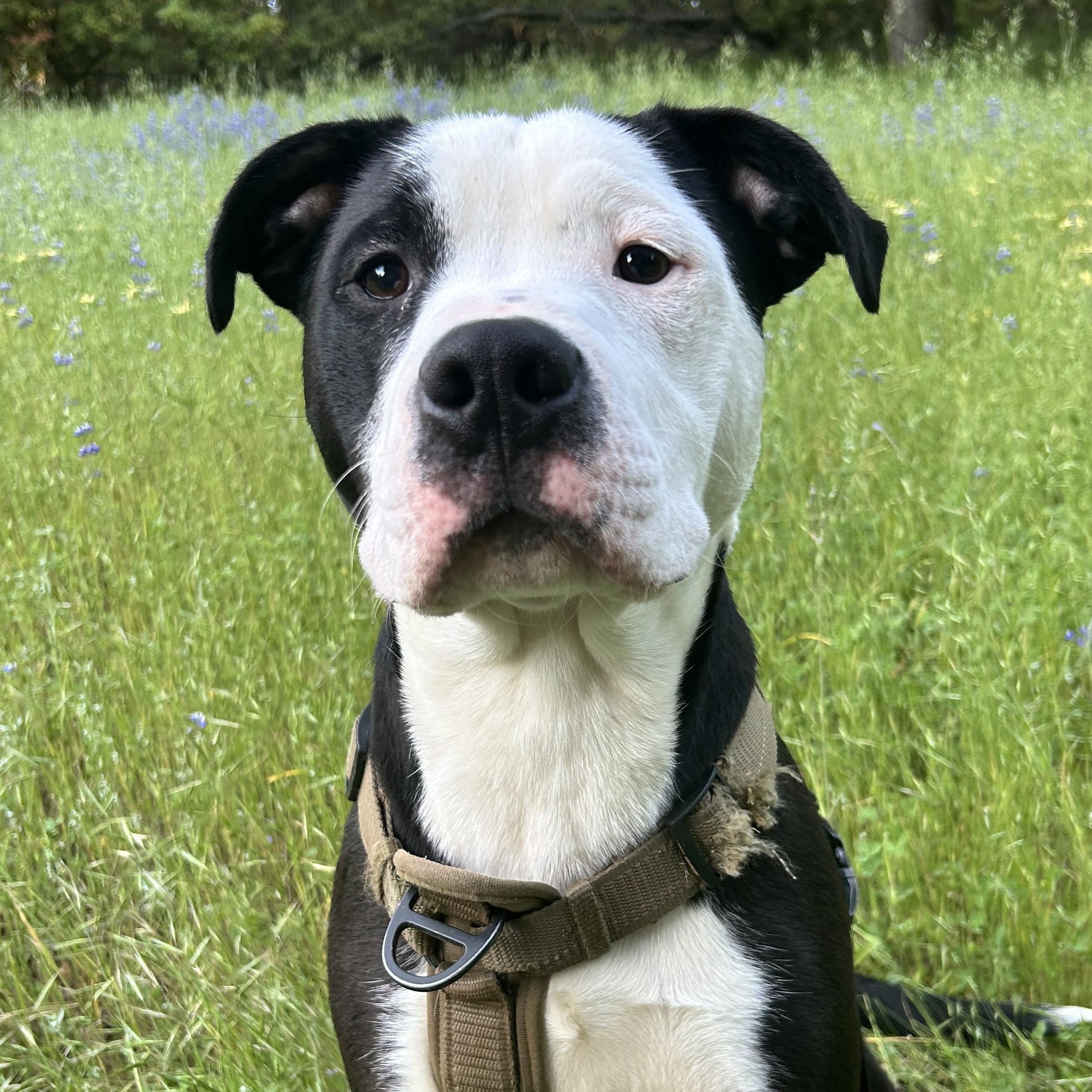 Beau, Young Male American Bully