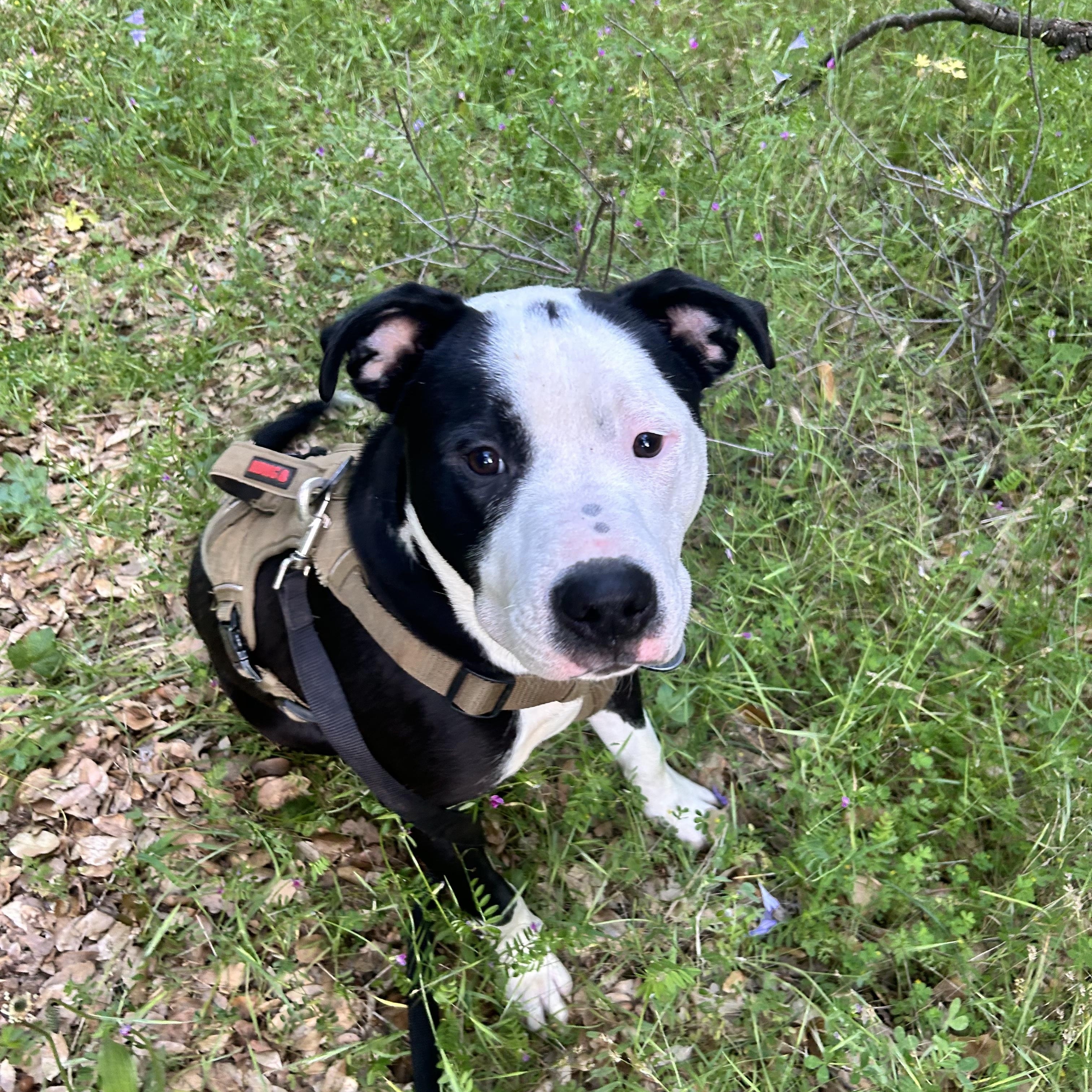 Beau 0224, an adoptable American Bully in Sonora, CA, 95370 | Photo Image 6
