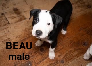 Beau 0224, an adoptable American Bully in Sonora, CA, 95370 | Photo Image 5