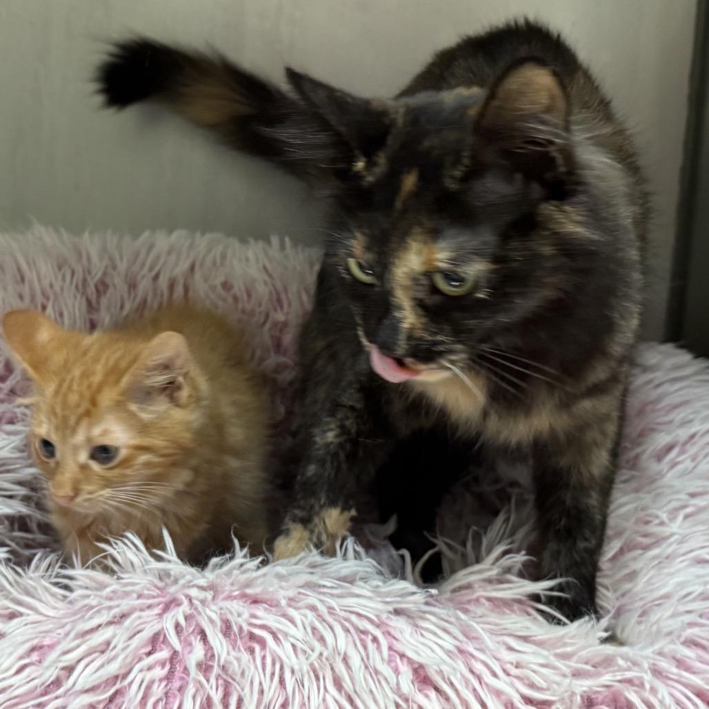 Daphne, Adoptable, Adult Female Domestic Medium Hair.
