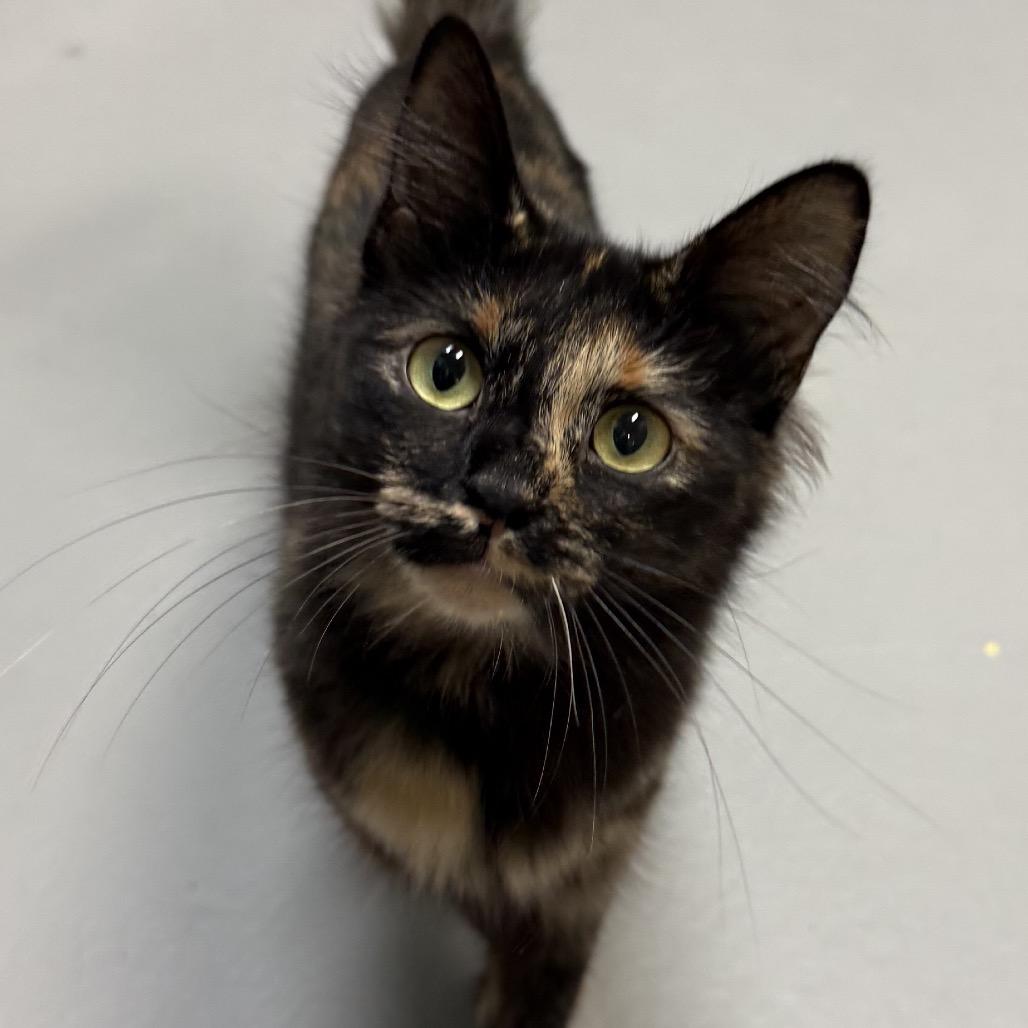 Enlarge Daphne, a Adoptable Domestic Medium Hair in North Canton, OH image 2/3