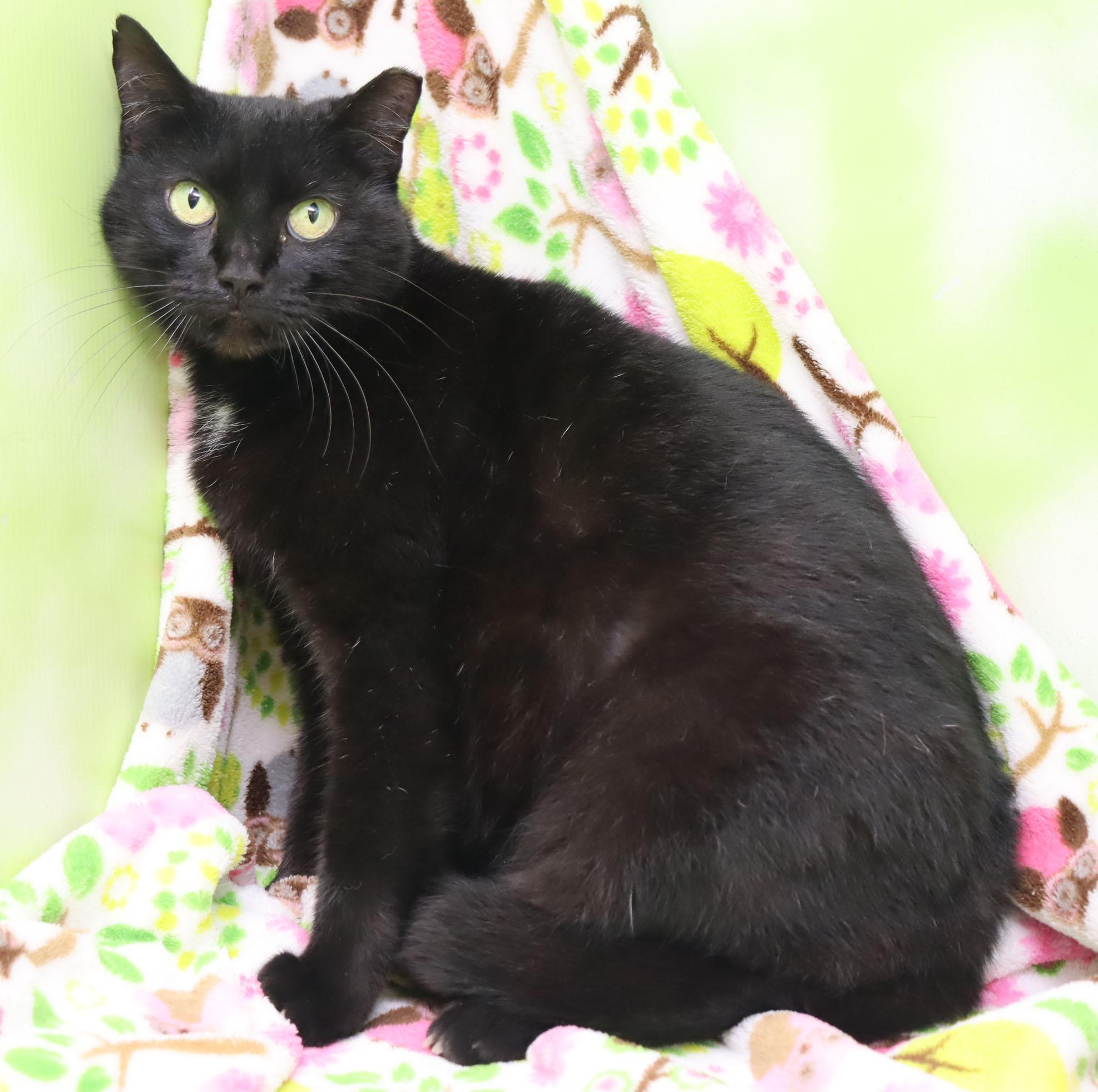 Enlarge Snickers, a Adoptable Domestic Short Hair in Tierra Verde, FL image 2/3