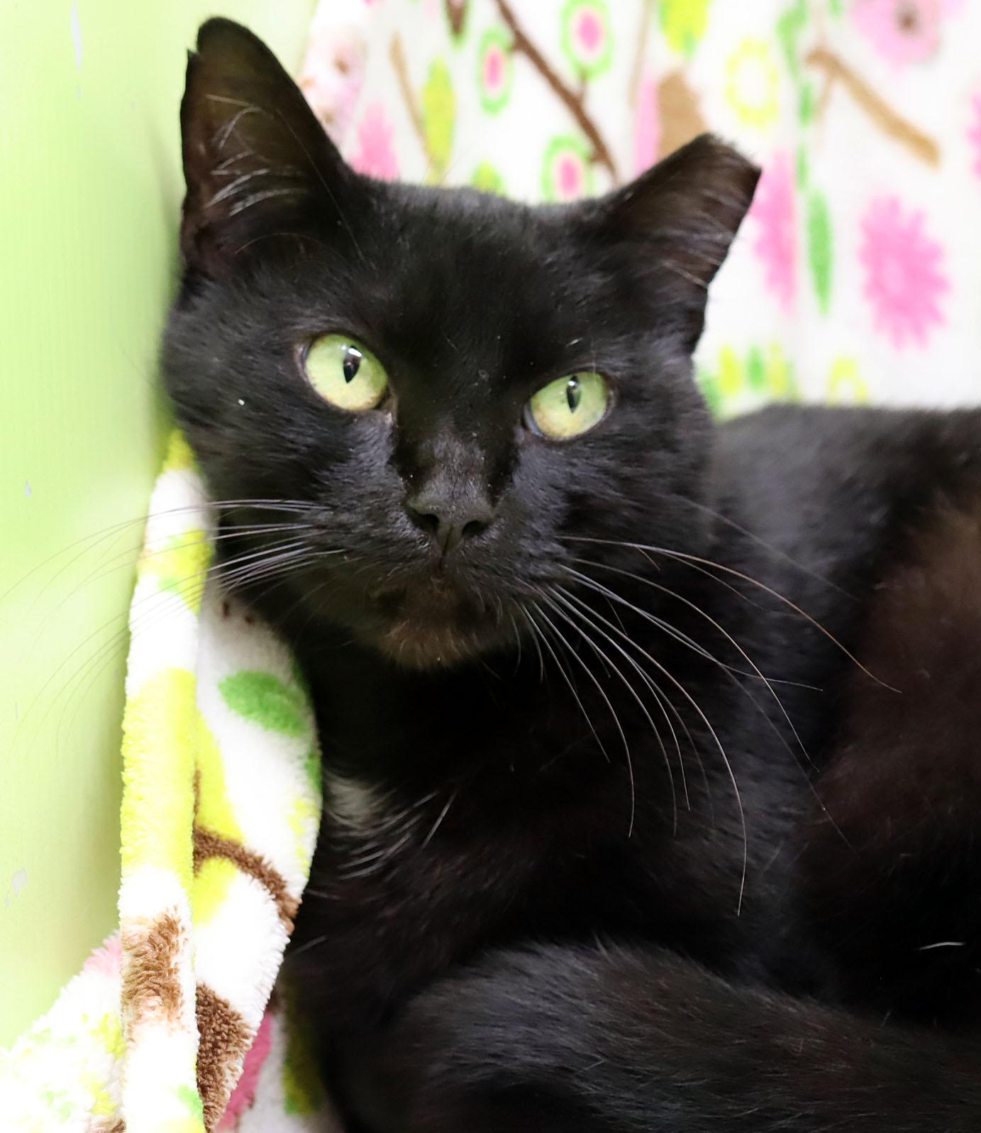 Enlarge Snickers, a Adoptable Domestic Short Hair in Tierra Verde, FL image 1/3