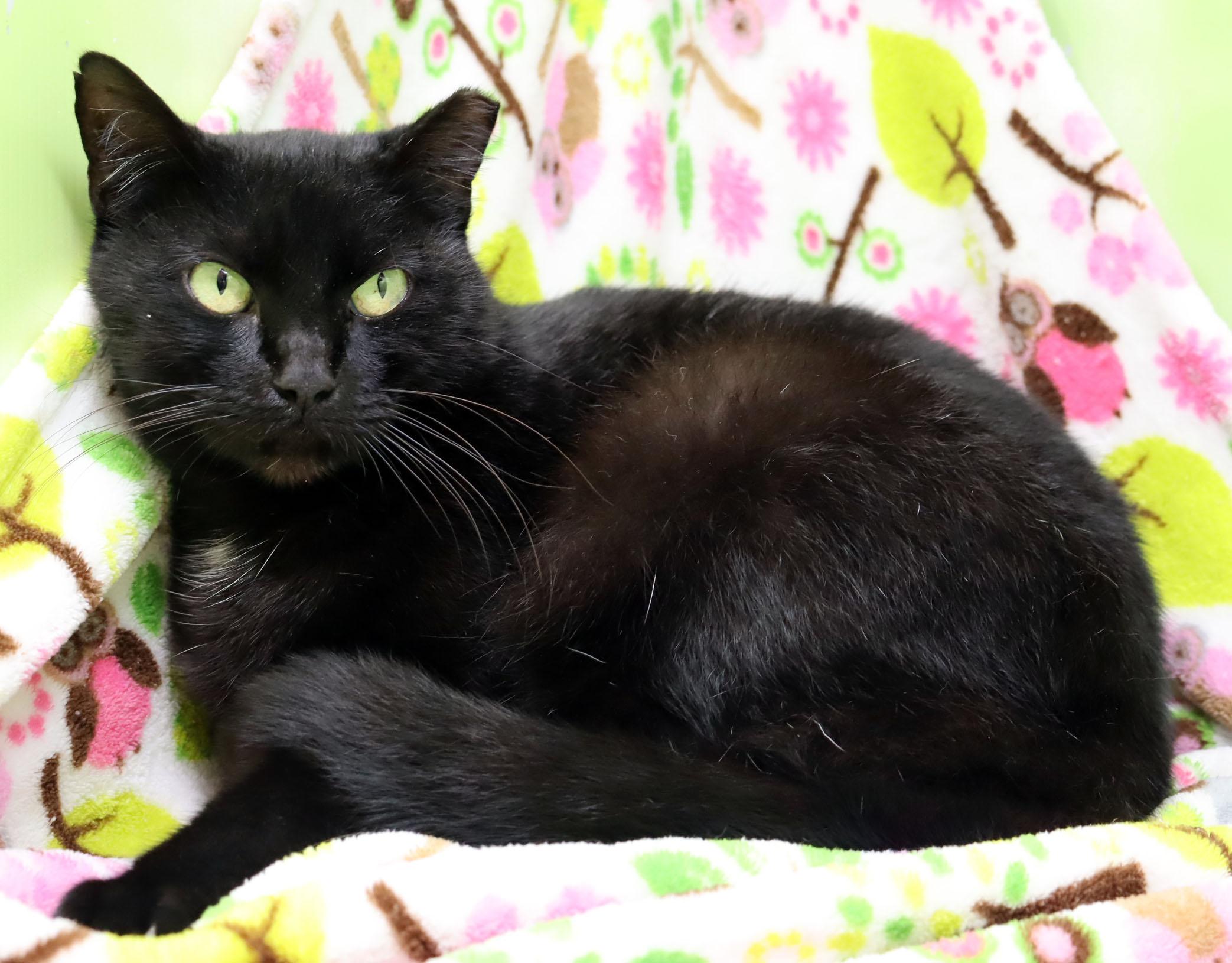 Enlarge Snickers, a Adoptable Domestic Short Hair in Tierra Verde, FL image 3/3