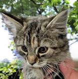 Peregrine thumbnail 2