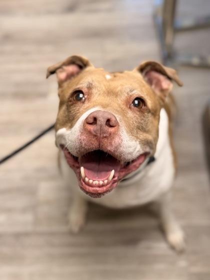 Enlarge Freya, an adopted Pit Bull Terrier in Florence, OR image 3/3