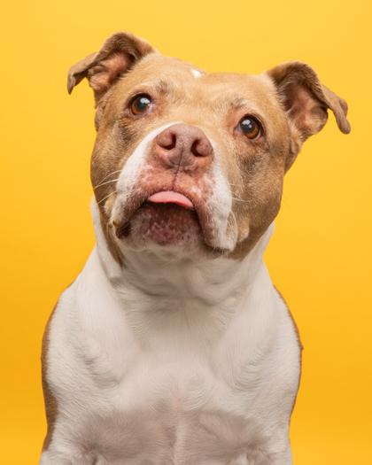 Enlarge Freya, an adopted Pit Bull Terrier in Florence, OR image 2/3