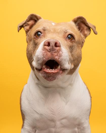 Freya, adopted, Senior Female Pit Bull Terrier.