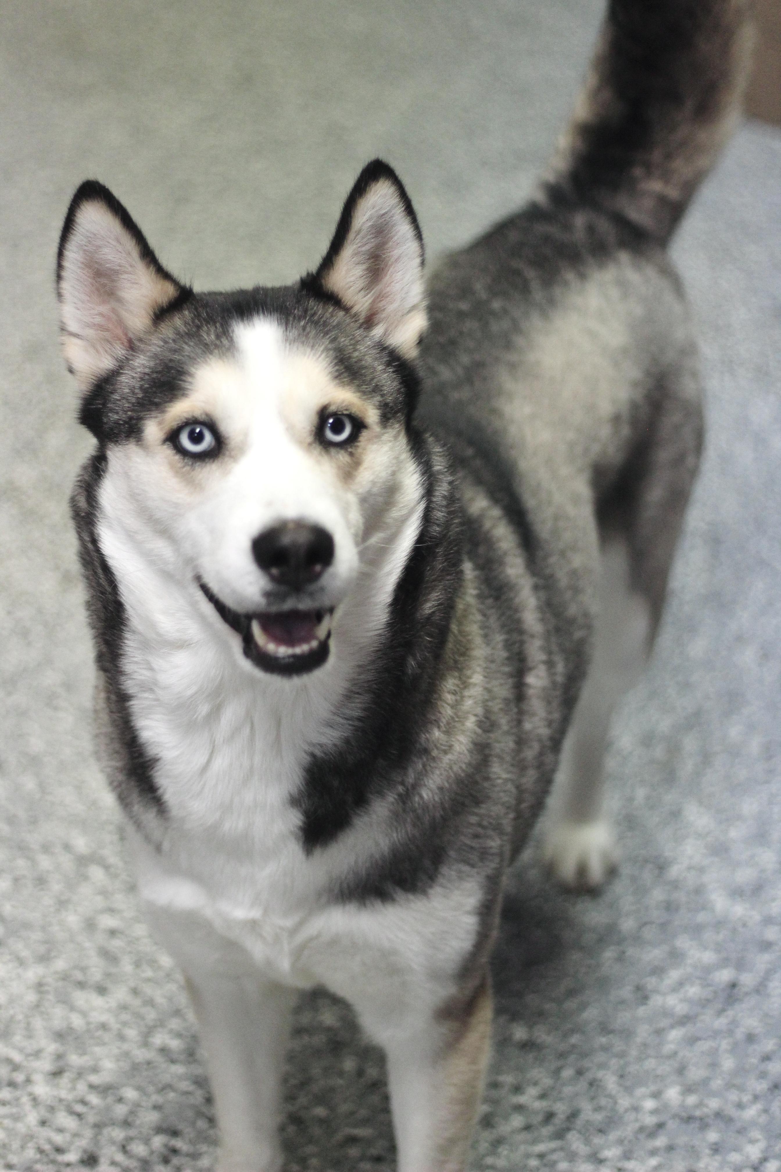 Enlarge Ramona in NH! Come Meet our Adoptable Dogs Wednesday-Saturday. More info in Bio!, a ADOPTABLE mixed breed in Manchester, NH image 1/6