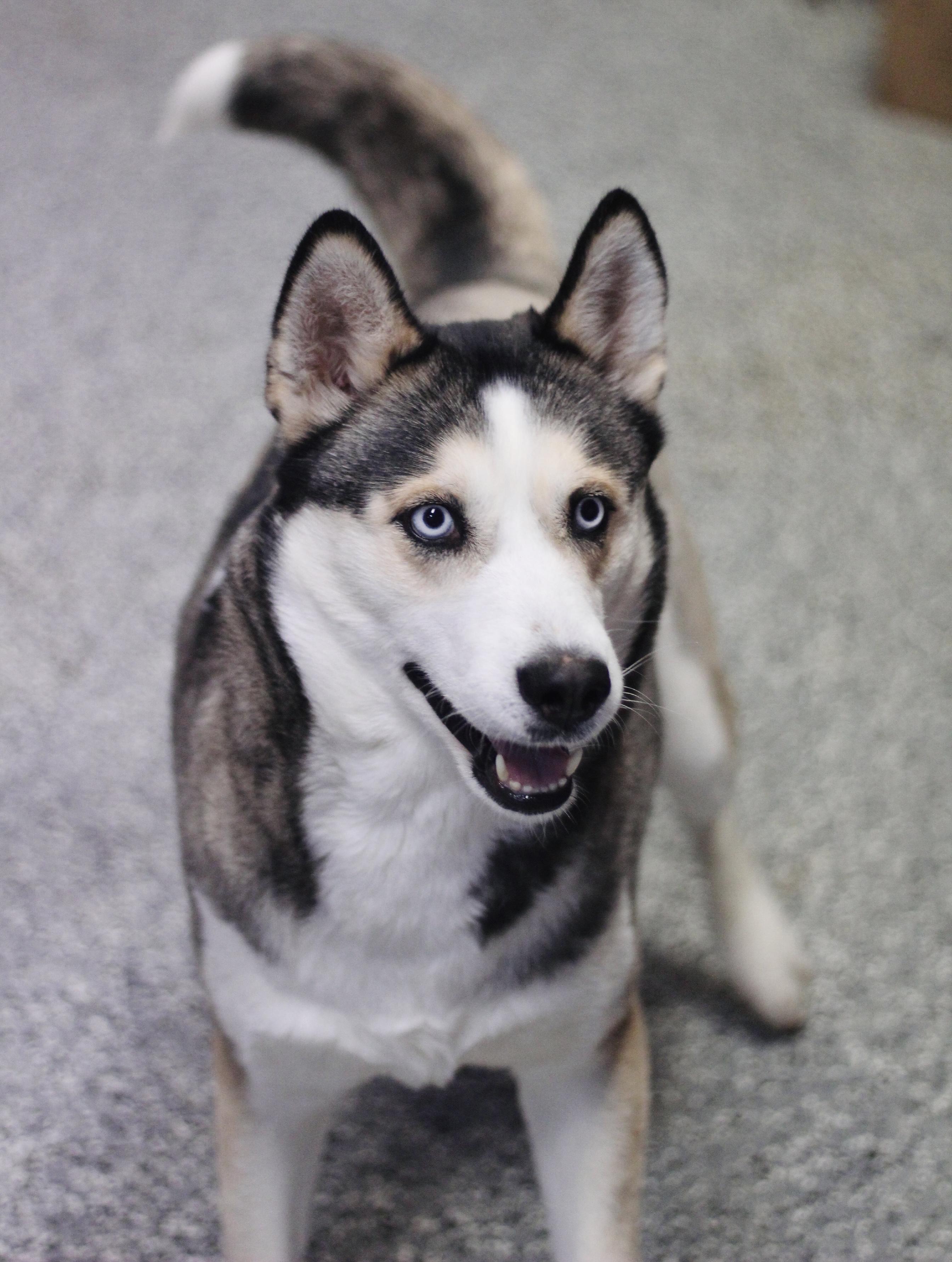 Enlarge Ramona in NH! Come Meet our Adoptable Dogs Wednesday-Saturday. More info in Bio!, a ADOPTABLE mixed breed in Manchester, NH image 5/6