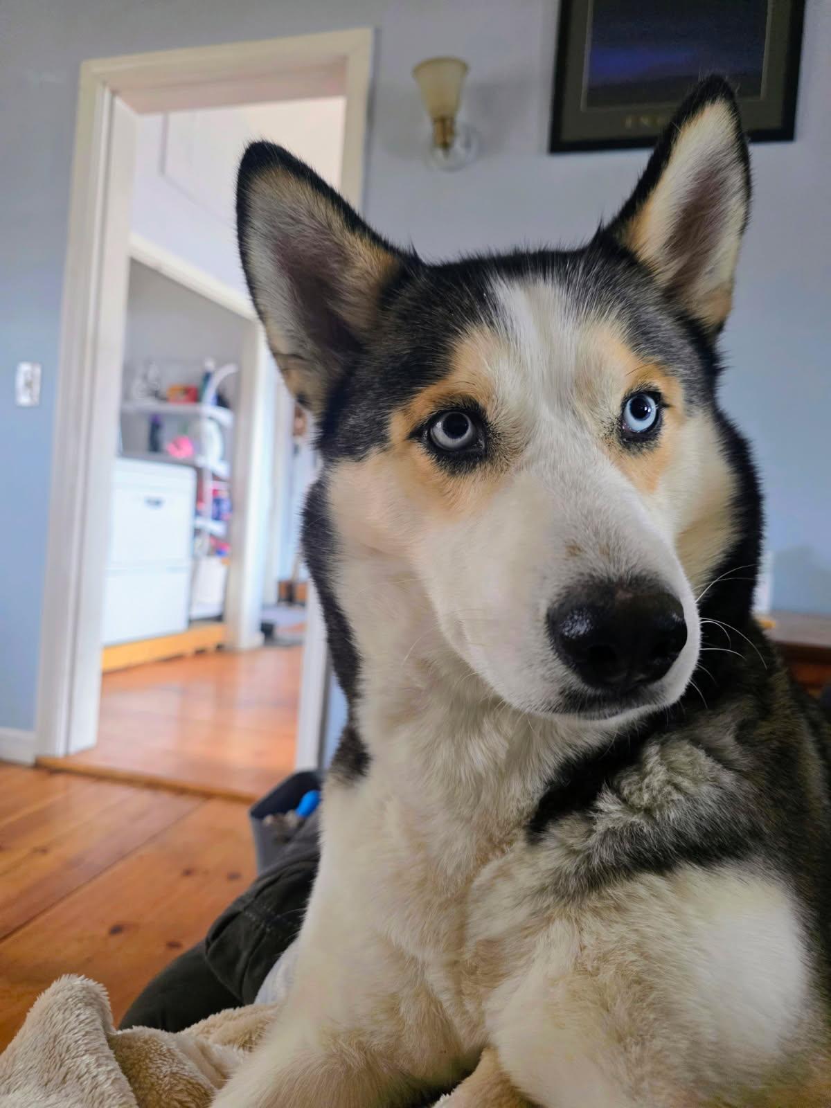 Ramona in NH! Come Meet our Adoptable Dogs Wednesday-Saturday. More info in Bio!, ADOPTABLE, Adult Female Husky.