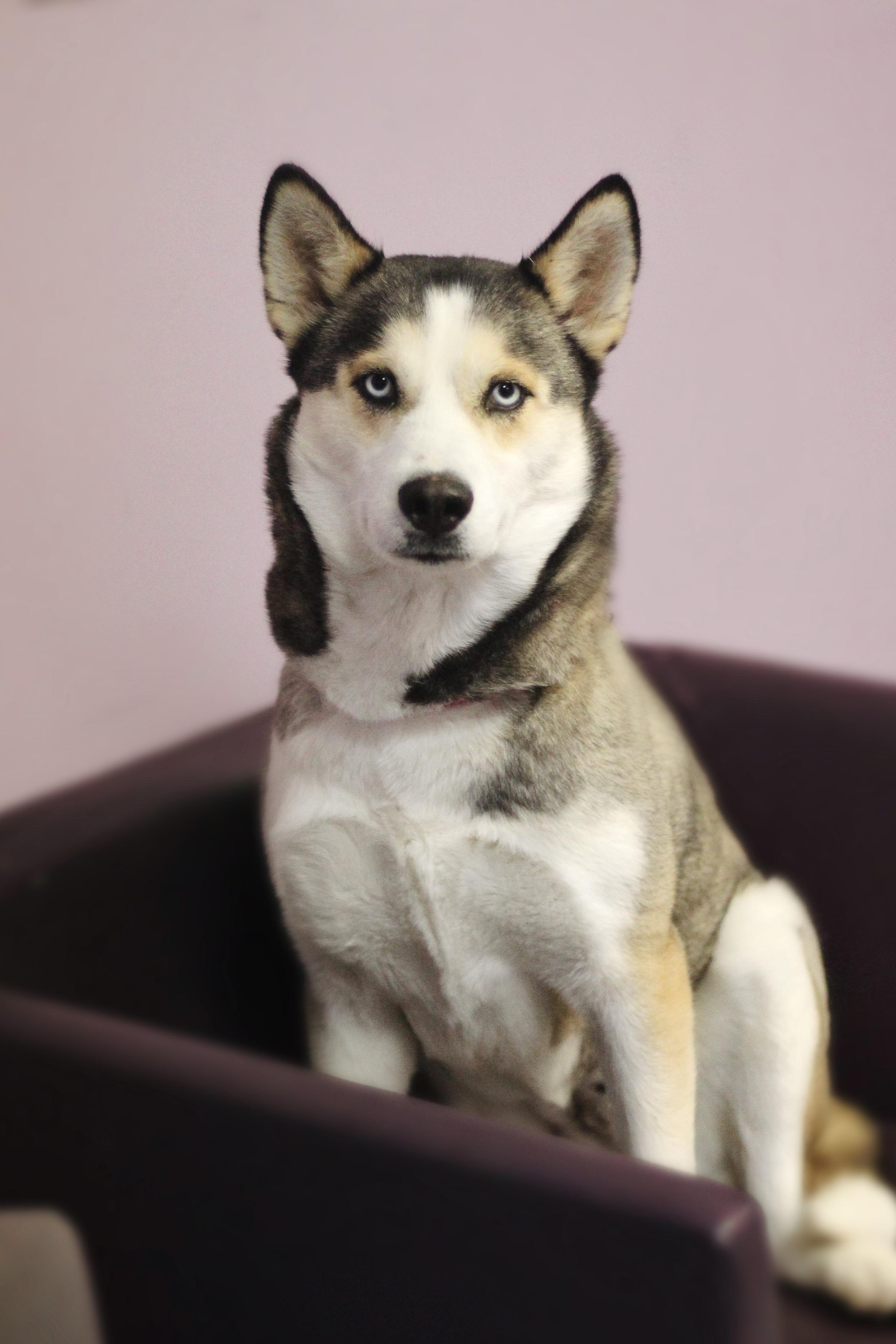 Enlarge Ramona in NH! Come Meet our Adoptable Dogs Wednesday-Saturday. More info in Bio!, a ADOPTABLE mixed breed in Manchester, NH image 4/6