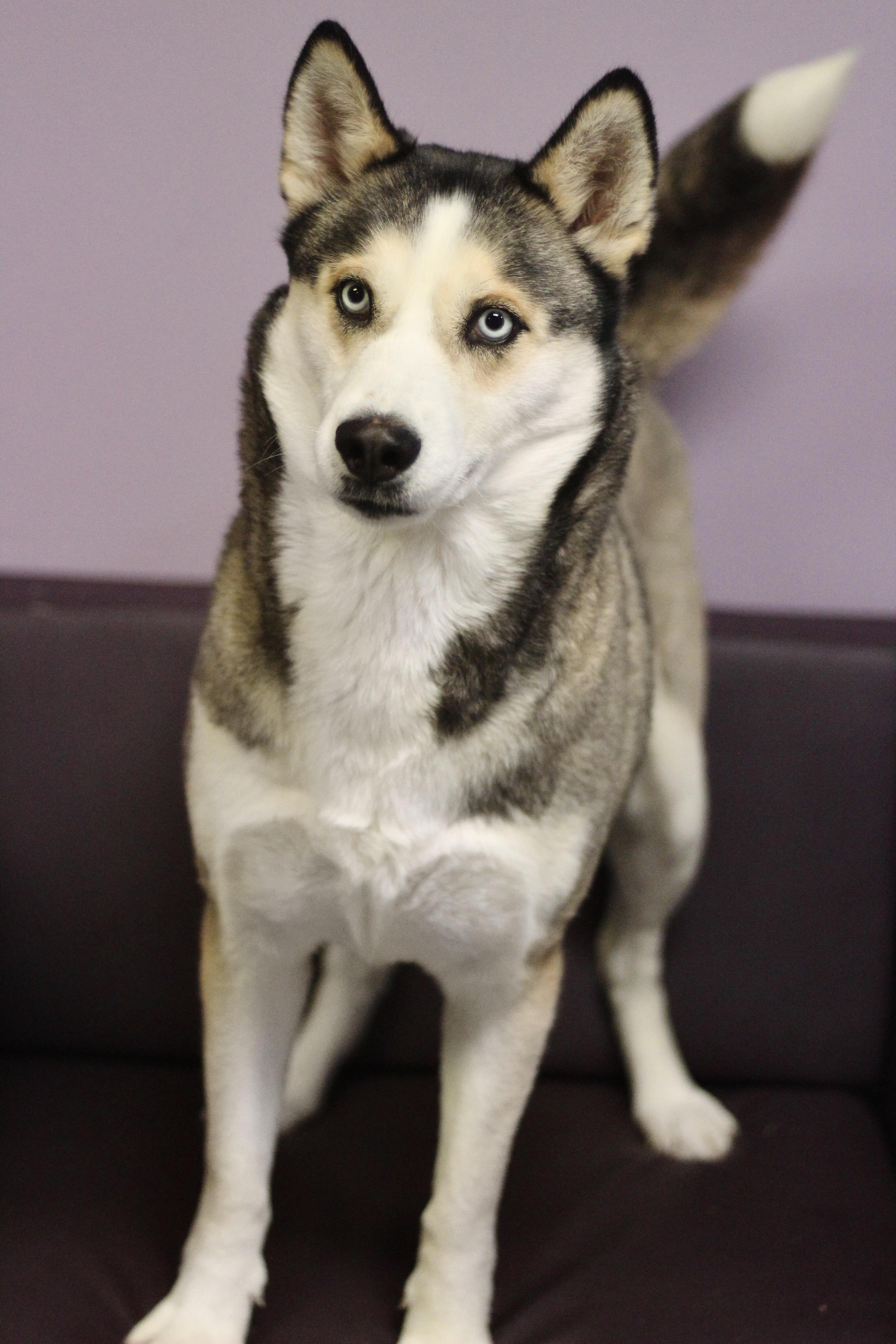 Enlarge Ramona in NH! Come Meet our Adoptable Dogs Wednesday-Saturday. More info in Bio!, a ADOPTABLE mixed breed in Manchester, NH image 6/6