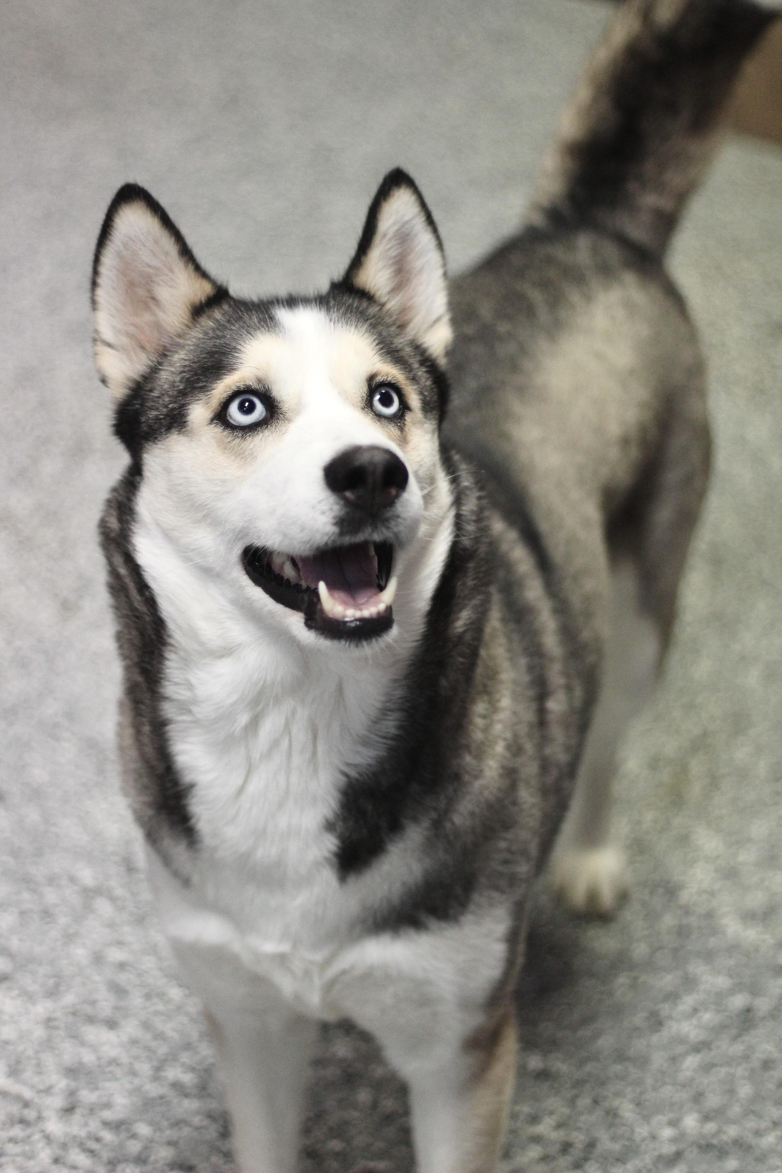 Enlarge Ramona in NH! Come Meet our Adoptable Dogs Wednesday-Saturday. More info in Bio!, a ADOPTABLE mixed breed in Manchester, NH image 3/6