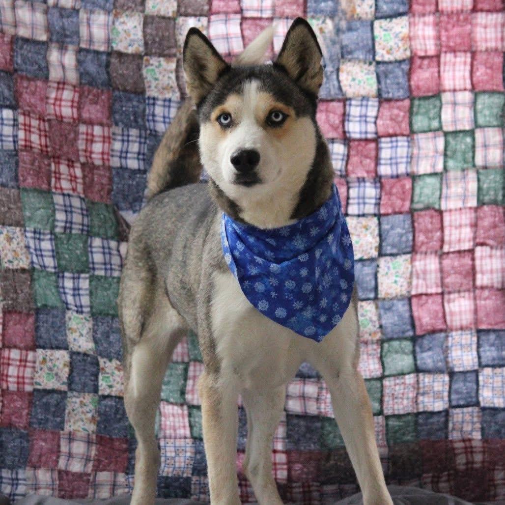 Enlarge Ramona in NH! Come Meet our Adoptable Dogs Wednesday-Saturday. More info in Bio!, a ADOPTABLE mixed breed in Manchester, NH image 2/6