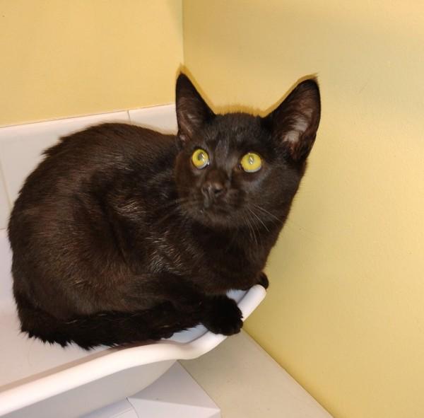 Enlarge Bubbles, a Adoptable mixed breed in Sechelt, BC image 2/2