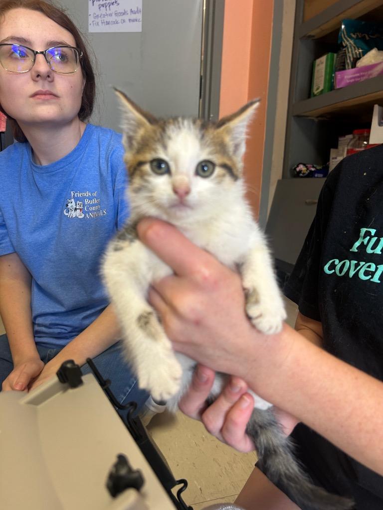 Enlarge Toe, a Adoptable mixed breed in Morgantown, KY image 1/1