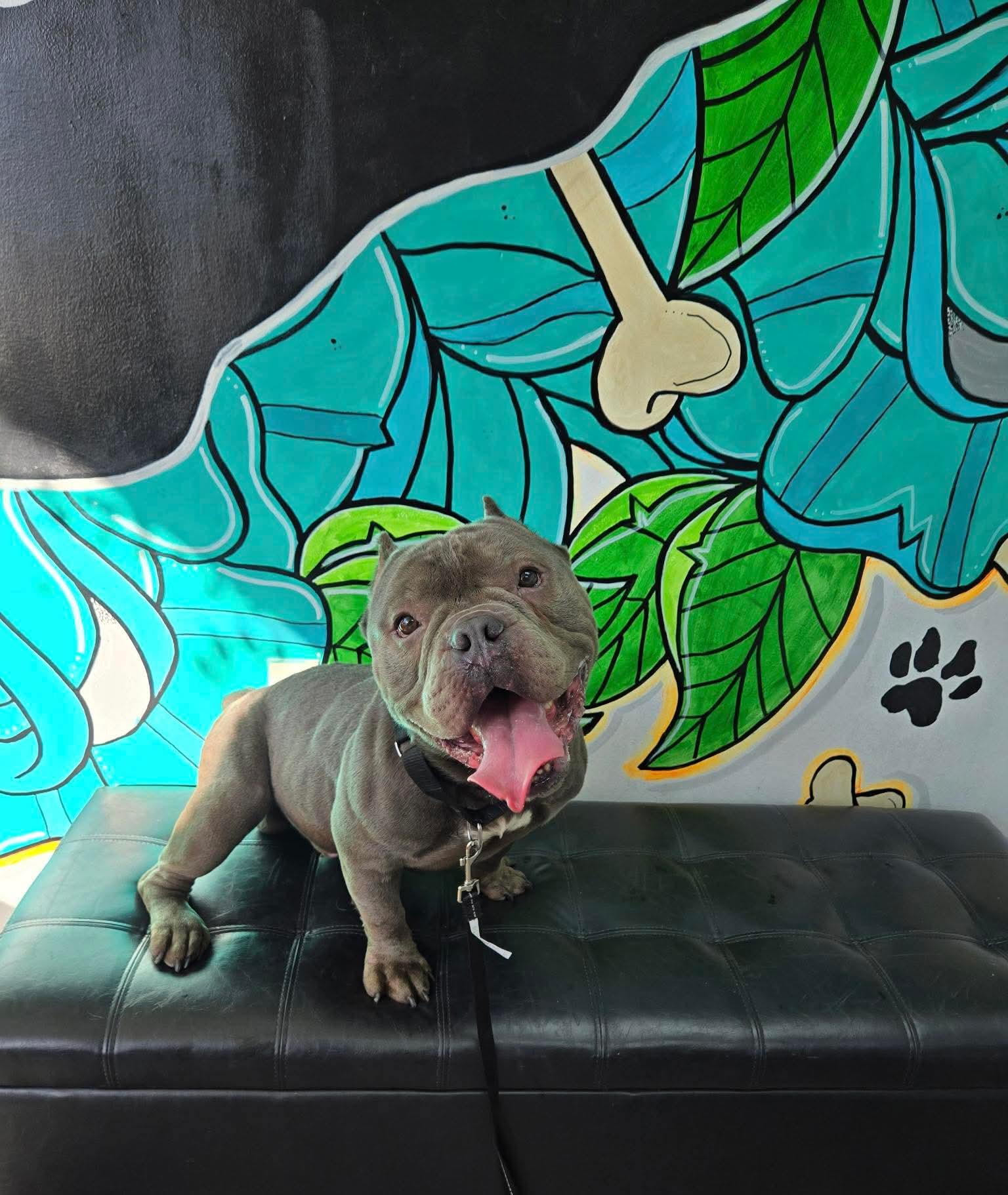 Enlarge CHUNK tinycauseadopt@gmail.com, a Adoptable mixed breed in Vandergrift, PA image 1/1