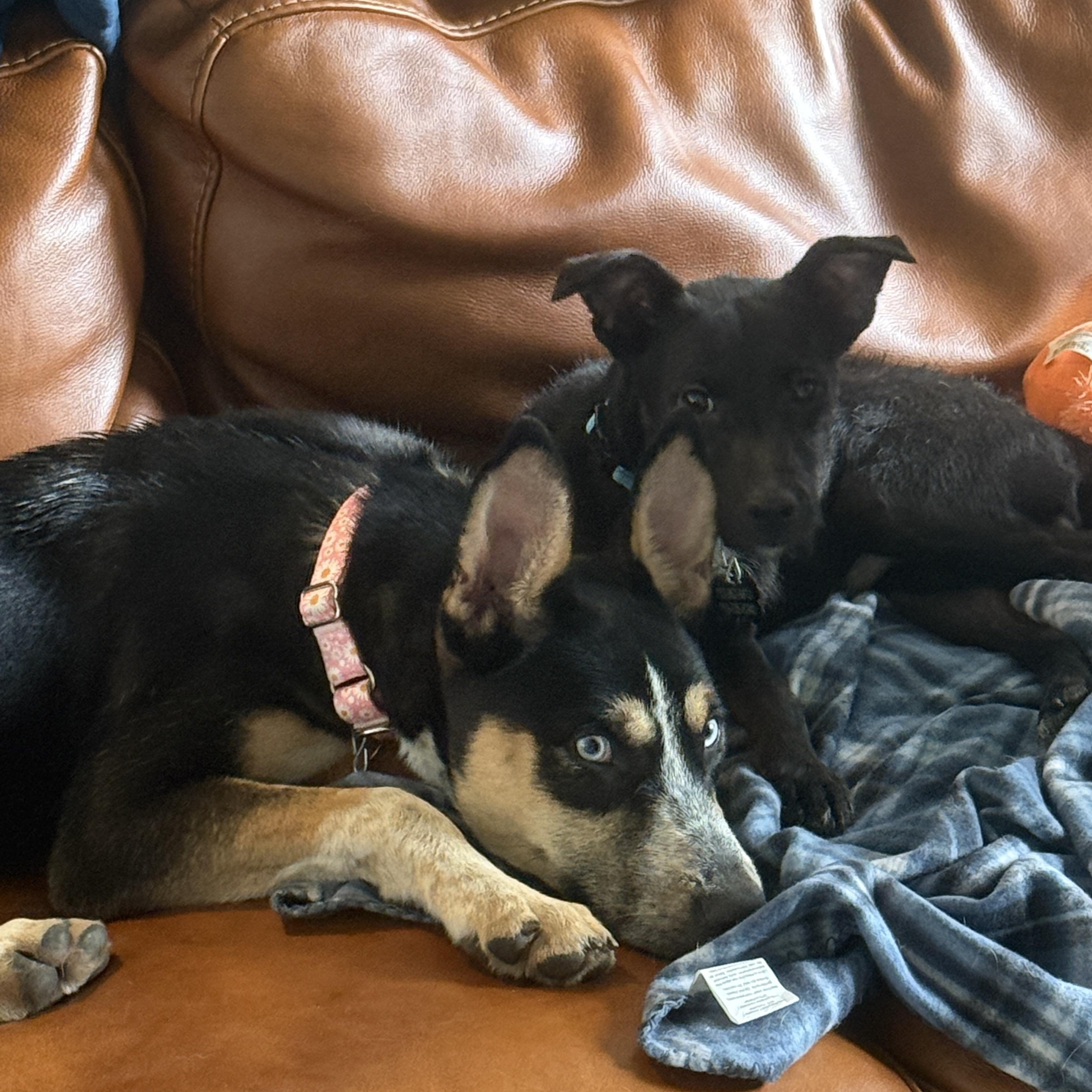 Sierra photo 5