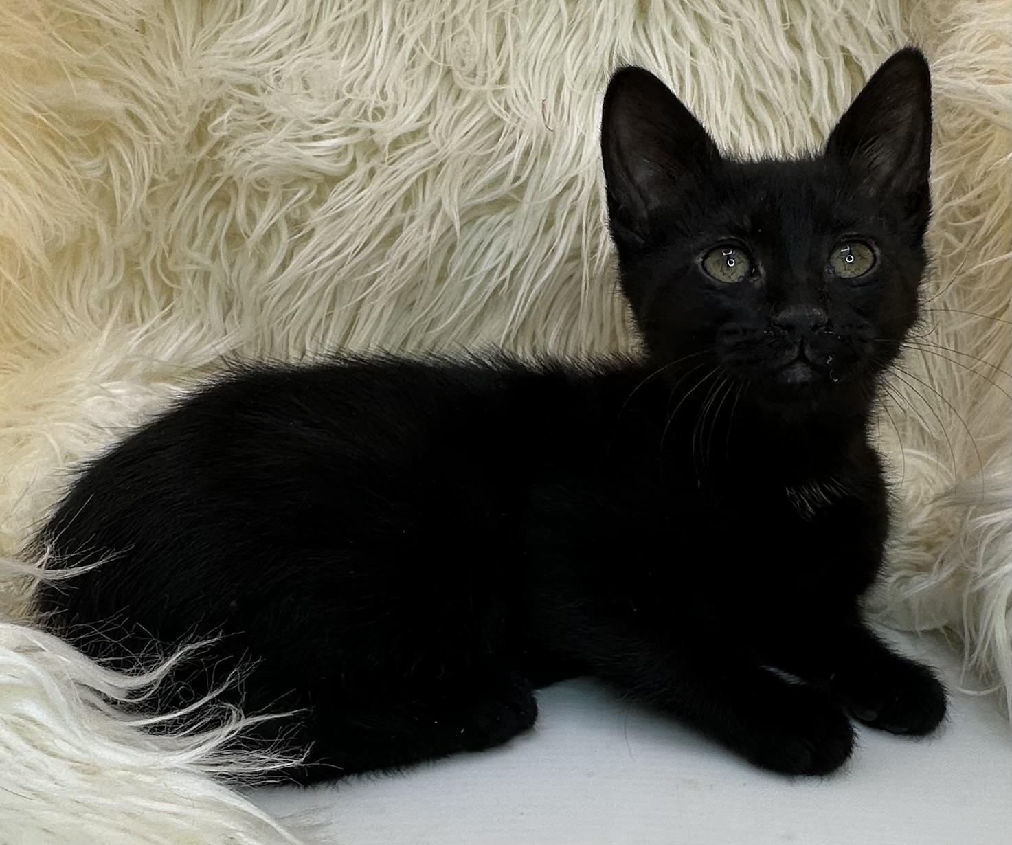 Peking Duck , ADOPTABLE, Kitten Female Domestic Short Hair.