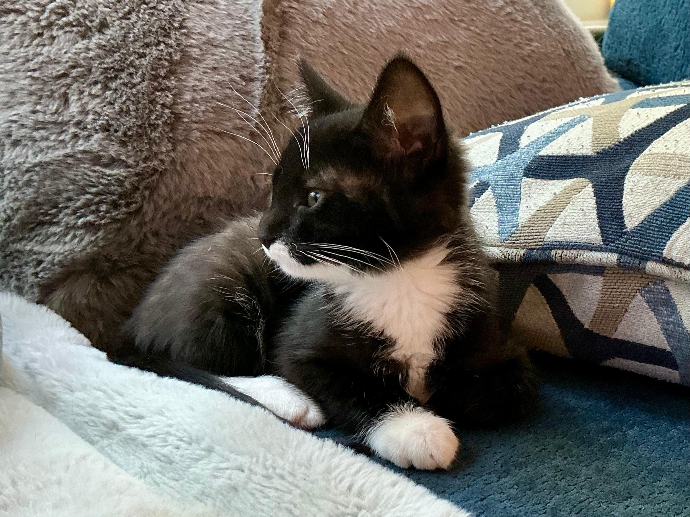 Ratthi and Mensah, a ADOPTABLE Domestic Short Hair in Seattle, WA image 3/4