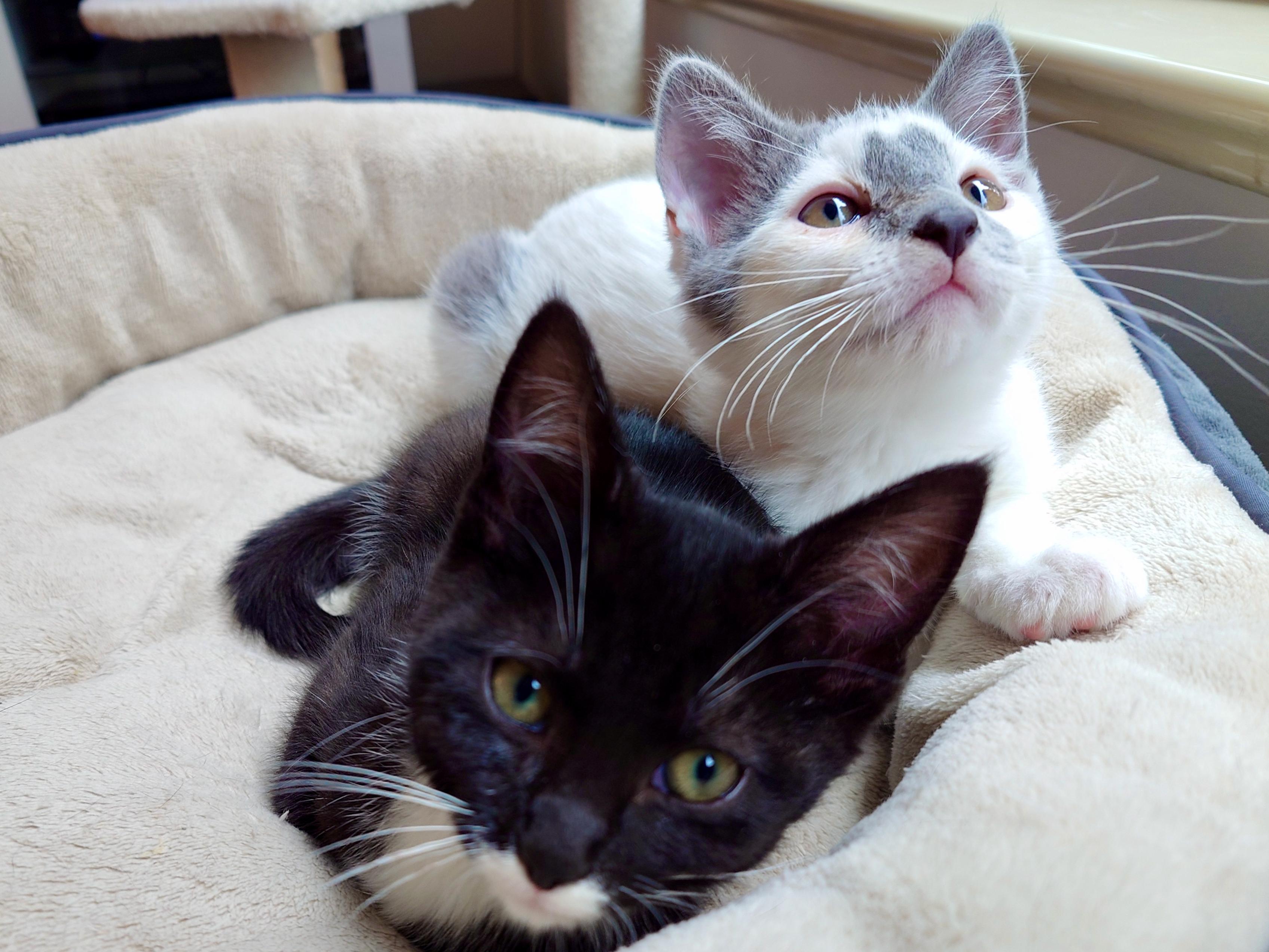 Ratthi and Mensah, ADOPTABLE, Kitten Male Domestic Short Hair.