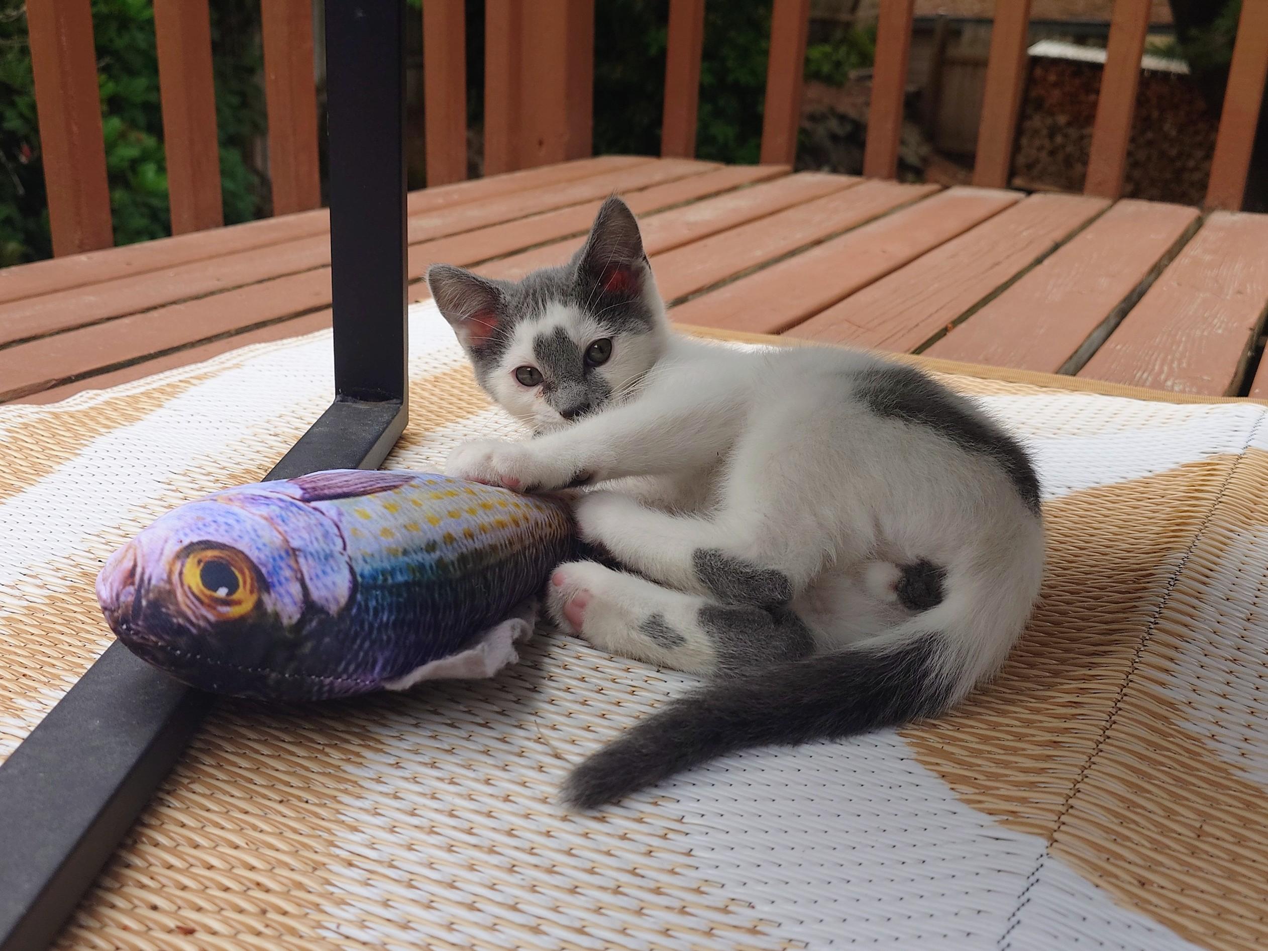Ratthi and Mensah, a ADOPTABLE Domestic Short Hair in Seattle, WA image 2/4