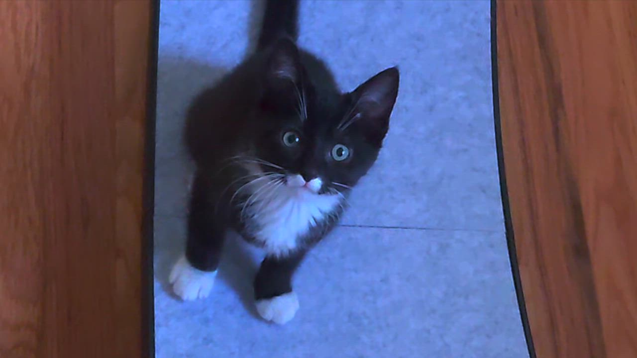 Enlarge Ratthi and Mensah, a ADOPTABLE Domestic Short Hair in Seattle, WA video 4/4