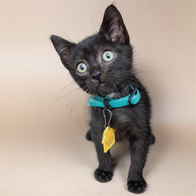 Enlarge PAT, a Adoptable Domestic Short Hair in Saint Louis, MO image 1/1
