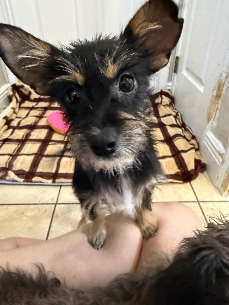 Smallest Breed Of Rabbit Kase - Adoptable Pet | Petfinder