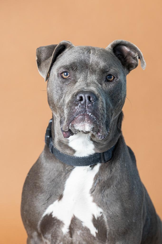 Enlarge Lotso, a Adoptable Mixed Breed in Dearborn, MI image 1/3